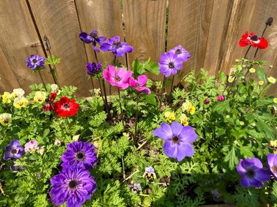 Bloomington Garden Club